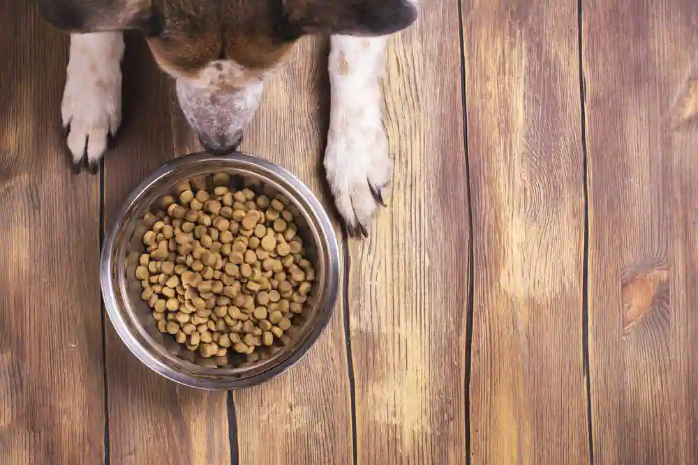 Puppy Food